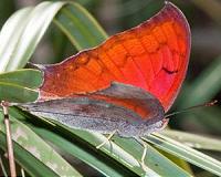 Two new South Florida butterfly species listed as endangered