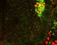 Genetic 'switch' offers clues to evolutionary origins of fine motor skills