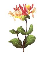 Springtime Blooms Seen Earlier Now Than In The Past