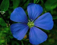 Flax And Yellow Flowers Can Produce Bioethanol
