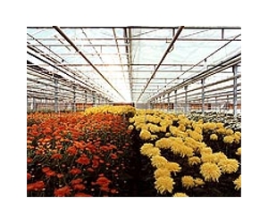 Valentine's flowers inspected for pests