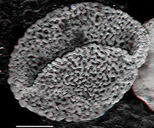 Fossils push flowering plants back to early Triassic