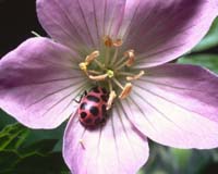 How Flowers Changed The World
