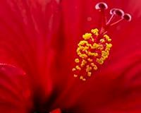 Scientists find gene that reduces a plant's pollen count