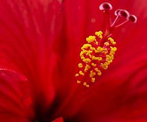 Pollination with precision: How flowers do it