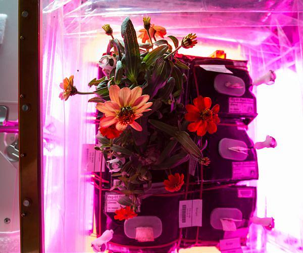 Study brings scientists a step closer to successfully growing plants in space
