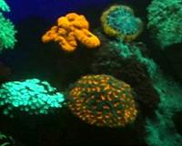 Rainbow of glowing corals discovered in depths of the Red Sea