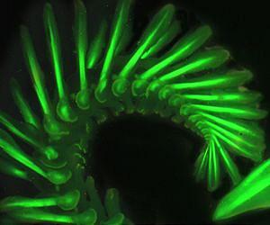 Understanding secondary light emissions by plasmonic nanostructures
