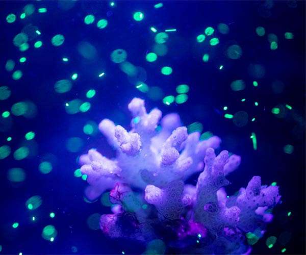 How harmful are microplastics to human health?