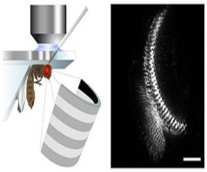 The Brain Of The Fly - A High-Speed Computer