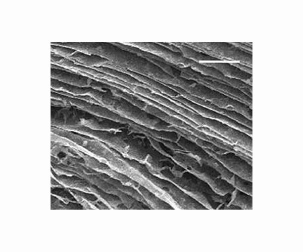 Using graphene foam to filter toxins from drinking water