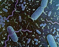 New Bacteria Screening Technique May Aid Food Safety
