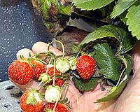 New Sensor Will Help Guarantee Freshness