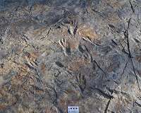 New discovery of giant bipedal crocodile footprints in the cretaceous of Korea