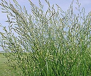 Dairy Farmer Finds Unusual Forage Grass