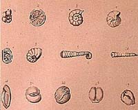 Bacterial Intelligence
