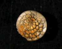 Eocene fossil data suggest climate models may underestimate polar warming