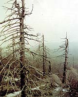 Acid Rain And Forest Mass: Another Perspective