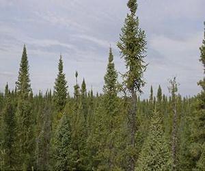 Death of a spruce tree