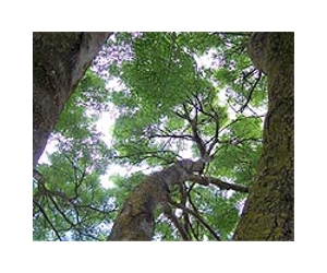 Model Predicts Shifts In Carbon Absorption By Forest Canopies