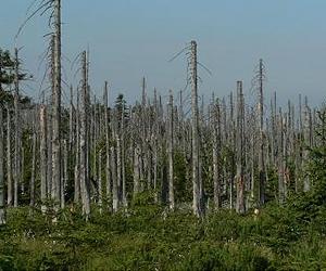 Herbicide implicated in mass tree death