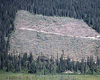 U.N. to do global deforestation survey