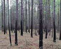 Changes in forest structure affect bees and other pollinators