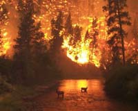 Biscuit Fire Tests Forest Thinning And Prescribed Burning