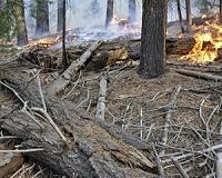 Arson to blame for Argentine forest fires: government