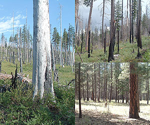 Effects Of Forest Fire On Carbon And Climate Overestimated