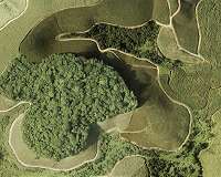 More trees, better farming could slash carbon emissions: study