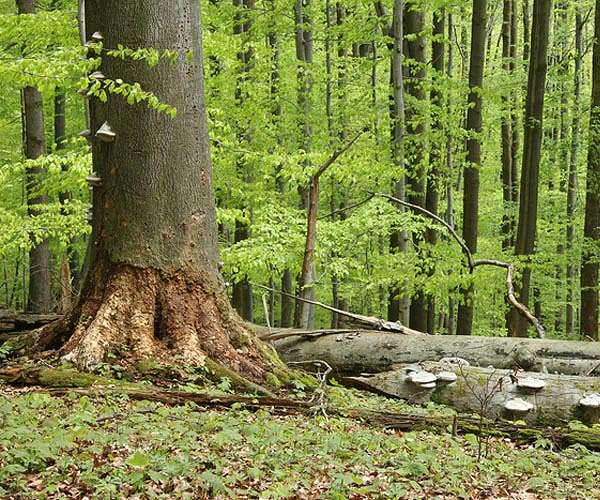 Soil fungi may help explain the global gradient in forest diversity