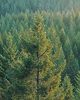Researchers Others To Explore Nanotechnology And Forest Products