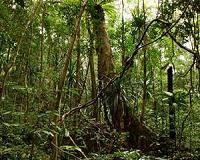 Intact nature offers best defense against climate change