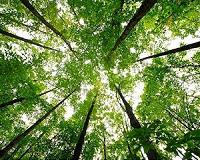 Fundamental plant chemicals trace back to bacteria