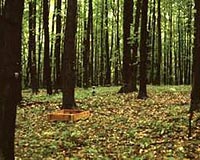 Warming Climate Has Consequences for Michigan's Forests