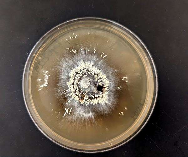 Meet the forest microbes that can survive megafires