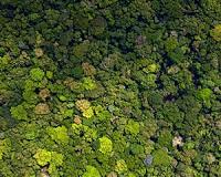 Theory of 'smart' plants may explain the evolution of global ecosystems