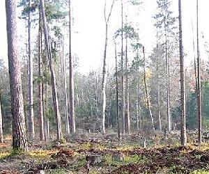 Peat forest expert conducts first research on greenhouse gases on all soil types
