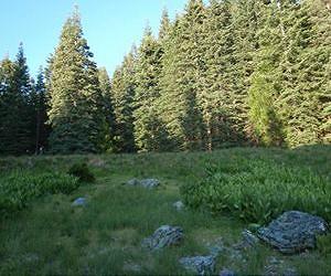 WWF slams Bulgaria's controversial forest act changes