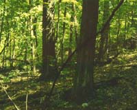 UNH Scientist Announce New Beginning of Natural Spring