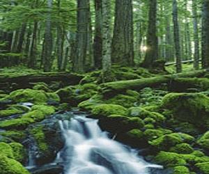 Precedent-Setting Evidence Of The Benefits Of Biodiversity