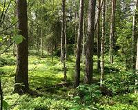 North Atlantic Oscillation dictates timing of tree reproduction in Europe