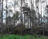 Forest Fires A Real Concern For Areas Hit Hard By Hurricanes