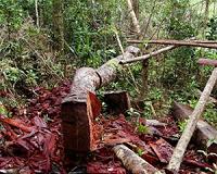 Mozambique battles illegal logging to save tropical forests