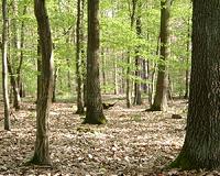 Living mulch builds profits, soil