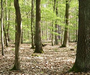 Lawrence Livermore work may improve the efficiency of the biofuel production cycle