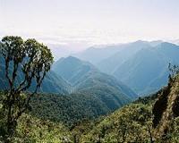 Researchers discover new tree genus in the Andes