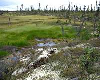The Arctic Carbon Cycle is Speeding Up