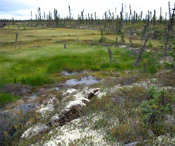 Warming temperatures are driving Arctic greening